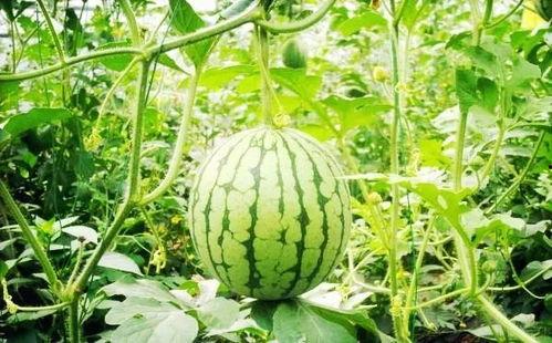 滨州吃瓜,吃瓜也能吃出风味 第3张 滨州吃瓜,吃瓜也能吃出风味 第3张